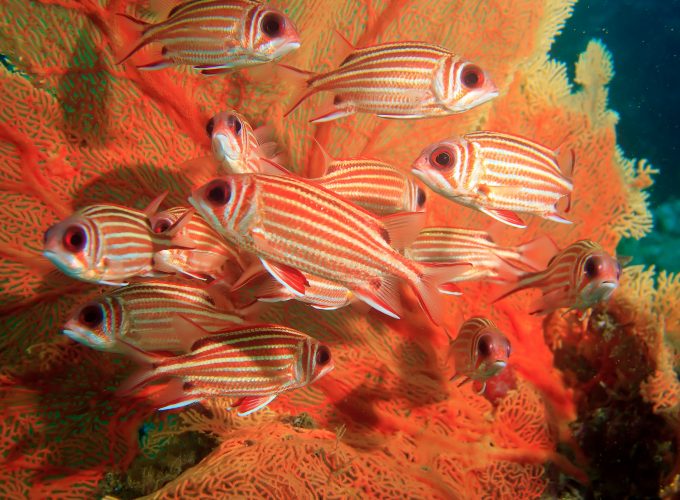 Wallpaper Coral hind, corals, underwater, Animals 3173117309
